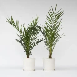 Planten|Bomen-Plant in a Box Canarische Dadelpalm - Set van 2 - Phoenix canariensis - Hoogte 80-100cm - ⌀19cm