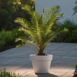 Planten|Bomen-Plant in a Box Canarische Dadelpalm - Set van 2 - Phoenix canariensis - Hoogte 80-100cm - ⌀19cm