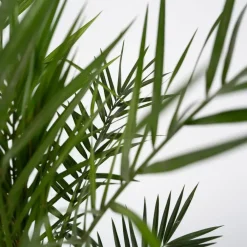 Planten|Bomen-Plant in a Box Canarische Dadelpalm - Set van 2 - Phoenix canariensis - Hoogte 80-100cm - ⌀19cm