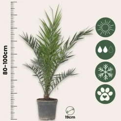 Planten|Bomen-Plant in a Box Canarische Dadelpalm - Set van 2 - Phoenix canariensis - Hoogte 80-100cm - ⌀19cm