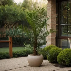 Planten|Bomen-Plant in a Box Canarische Dadelpalm - Set van 2 - Phoenix canariensis - Hoogte 80-100cm - ⌀19cm