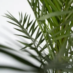 Planten|Bomen-Plant in a Box Canarische Dadelpalm - Set van 2 - Phoenix canariensis - Hoogte 80-100cm - ⌀19cm