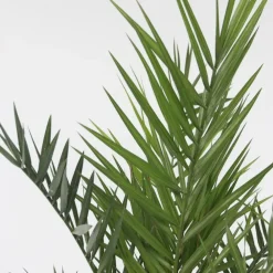 Planten|Bomen-Plant in a Box Canarische Dadelpalm - Set van 2 - Phoenix canariensis - Hoogte 80-100cm - ⌀19cm