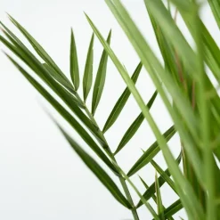 Planten|Bomen-Plant in a Box Canarische Dadelpalm - Set van 2 - Phoenix canariensis - Hoogte 80-100cm - ⌀19cm