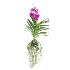 Plant in a Box Cerice Orchidee - Vanda 'Tayanee Cerise' - Hoogte 55-65cm