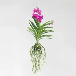 Plant in a Box Cerice Orchidee - Vanda 'Tayanee Cerise' - Hoogte 55-65cm