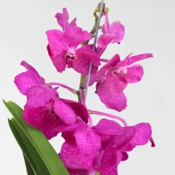 Plant in a Box Cerice Orchidee - Vanda 'Tayanee Cerise' - Hoogte 55-65cm