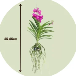 Plant in a Box Cerice Orchidee - Vanda 'Tayanee Cerise' - Hoogte 55-65cm