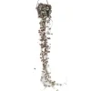 Plant in a Box Chinees lantaarnplantje - Ceropegia linearis Woodii - Hoogte 20-30cm - ⌀14cm