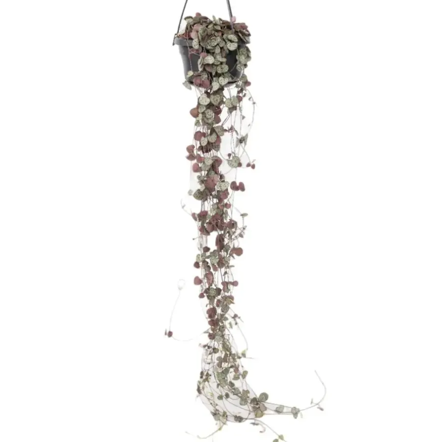 Plant in a Box Chinees lantaarnplantje - Ceropegia linearis Woodii - Hoogte 20-30cm - ⌀14cm