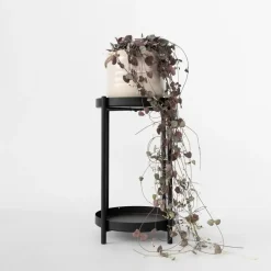 Plant in a Box Chinees lantaarnplantje - Ceropegia linearis Woodii - Hoogte 20-30cm - ⌀14cm