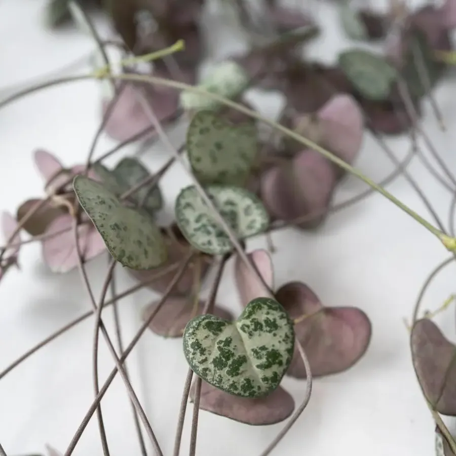 Plant in a Box Chinees lantaarnplantje - Ceropegia linearis Woodii - Hoogte 20-30cm - ⌀14cm