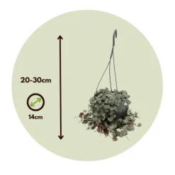 Plant in a Box Chinees lantaarnplantje - Ceropegia linearis Woodii - Hoogte 20-30cm - ⌀14cm