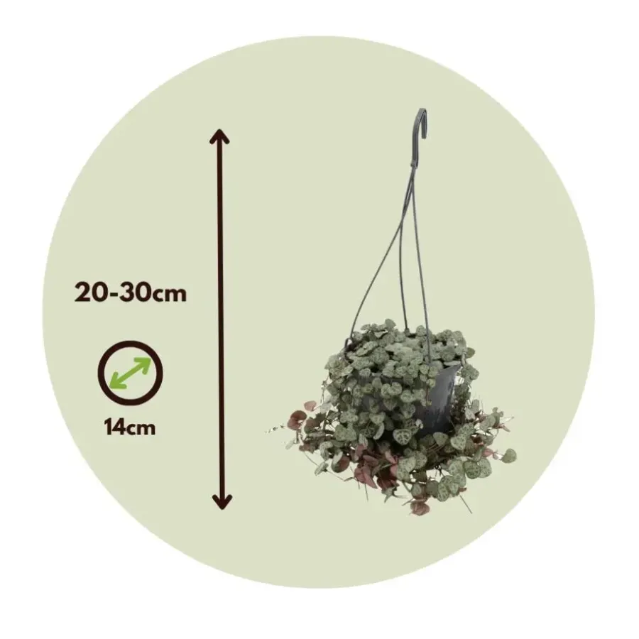Plant in a Box Chinees lantaarnplantje - Ceropegia linearis Woodii - Hoogte 20-30cm - ⌀14cm