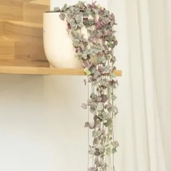 Plant in a Box Chinees lantaarnplantje - Ceropegia linearis Woodii - Hoogte 20-30cm - ⌀14cm