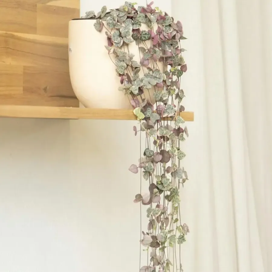 Plant in a Box Chinees lantaarnplantje - Ceropegia linearis Woodii - Hoogte 20-30cm - ⌀14cm