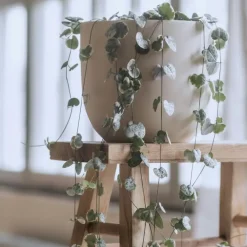 Plant in a Box Chinees lantaarnplantje - Ceropegia linearis Woodii - Hoogte 20-30cm - ⌀14cm