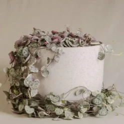 Plant in a Box Chinees lantaarnplantje - Ceropegia linearis Woodii - Hoogte 20-30cm - ⌀14cm