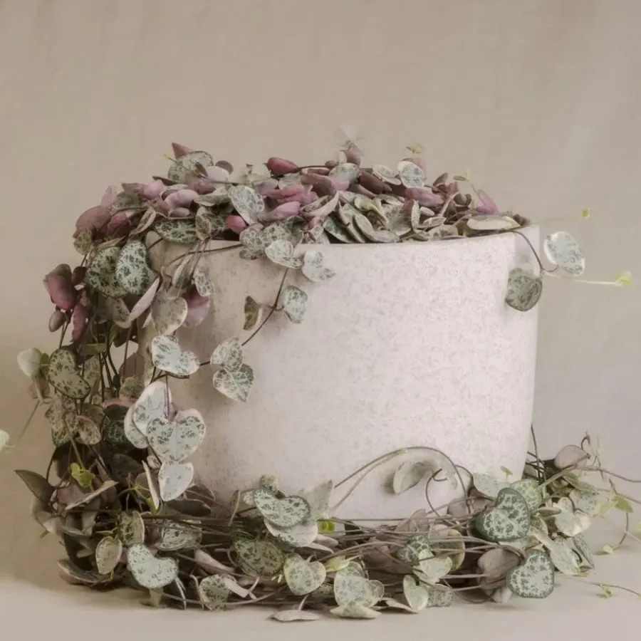 Plant in a Box Chinees lantaarnplantje - Ceropegia linearis Woodii - Hoogte 20-30cm - ⌀14cm