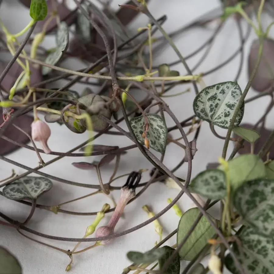 Plant in a Box Chinees lantaarnplantje - Ceropegia linearis Woodii - Hoogte 20-30cm - ⌀14cm