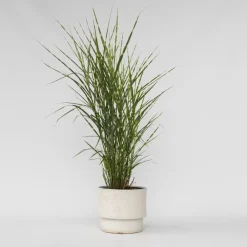 Plant in a Box Chinees prachtriet - Miscanthus sinensis 'Zebrinus' - Hoogte 20-30cm - ⌀23cm