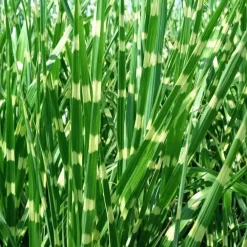 Planten|Tuinplanten-Plant in a Box Chinees prachtriet - Set van 2 - Miscanthus 'Zebrinus' - Hoogte 20-30cm - ⌀23cm