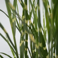 Planten|Tuinplanten-Plant in a Box Chinees prachtriet - Set van 2 - Miscanthus 'Zebrinus' - Hoogte 20-30cm - ⌀23cm