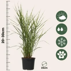 Planten|Tuinplanten-Plant in a Box Chinees prachtriet - Set van 2 - Miscanthus 'Zebrinus' - Hoogte 20-30cm - ⌀23cm