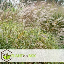 Planten|Tuinplanten-Plant in a Box Chinees prachtriet - Set van 2 - Miscanthus 'Zebrinus' - Hoogte 20-30cm - ⌀23cm