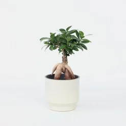 Plant in a Box Chinese vijg - Ficus microcarpa - Hoogte 30-40cm - ⌀12cm