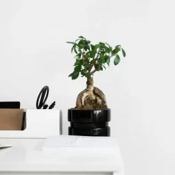 Plant in a Box Chinese vijg - Ficus microcarpa - Hoogte 30-40cm - ⌀12cm
