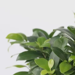 Plant in a Box Chinese vijg - Ficus microcarpa - Hoogte 30-40cm - ⌀12cm