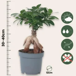 Plant in a Box Chinese vijg - Ficus microcarpa - Hoogte 30-40cm - ⌀12cm