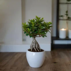 Plant in a Box Chinese vijg - Ficus microcarpa - Hoogte 30-40cm - ⌀12cm