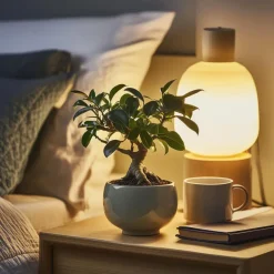 Plant in a Box Chinese vijg - Ficus microcarpa - Hoogte 30-40cm - ⌀12cm