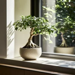 Plant in a Box Chinese vijg - Ficus microcarpa - Hoogte 30-40cm - ⌀12cm