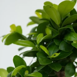 Plant in a Box Chinese vijg - Ficus microcarpa - Hoogte 30-40cm - ⌀12cm
