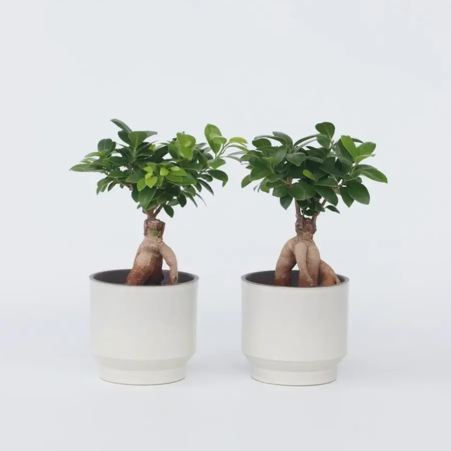 Kamerplanten-Plant in a Box Chinese vijg - Set van 4 - Ficus microcarpa - Hoogte 30-40cm - ⌀12cm