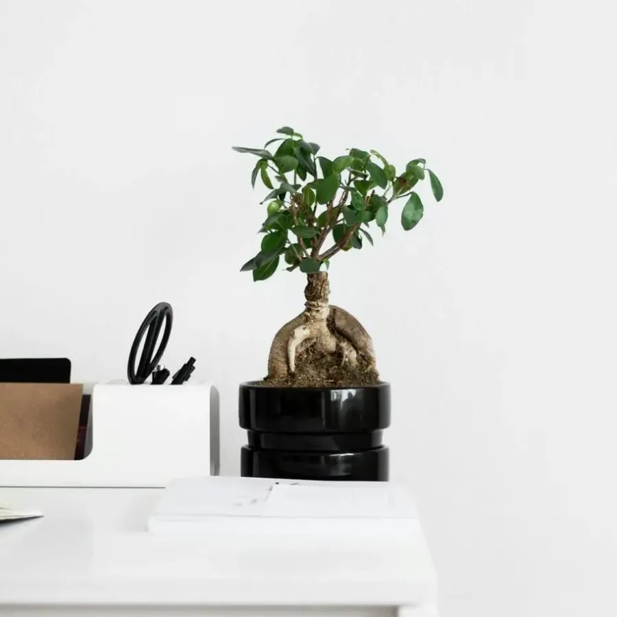 Kamerplanten-Plant in a Box Chinese vijg - Set van 4 - Ficus microcarpa - Hoogte 30-40cm - ⌀12cm