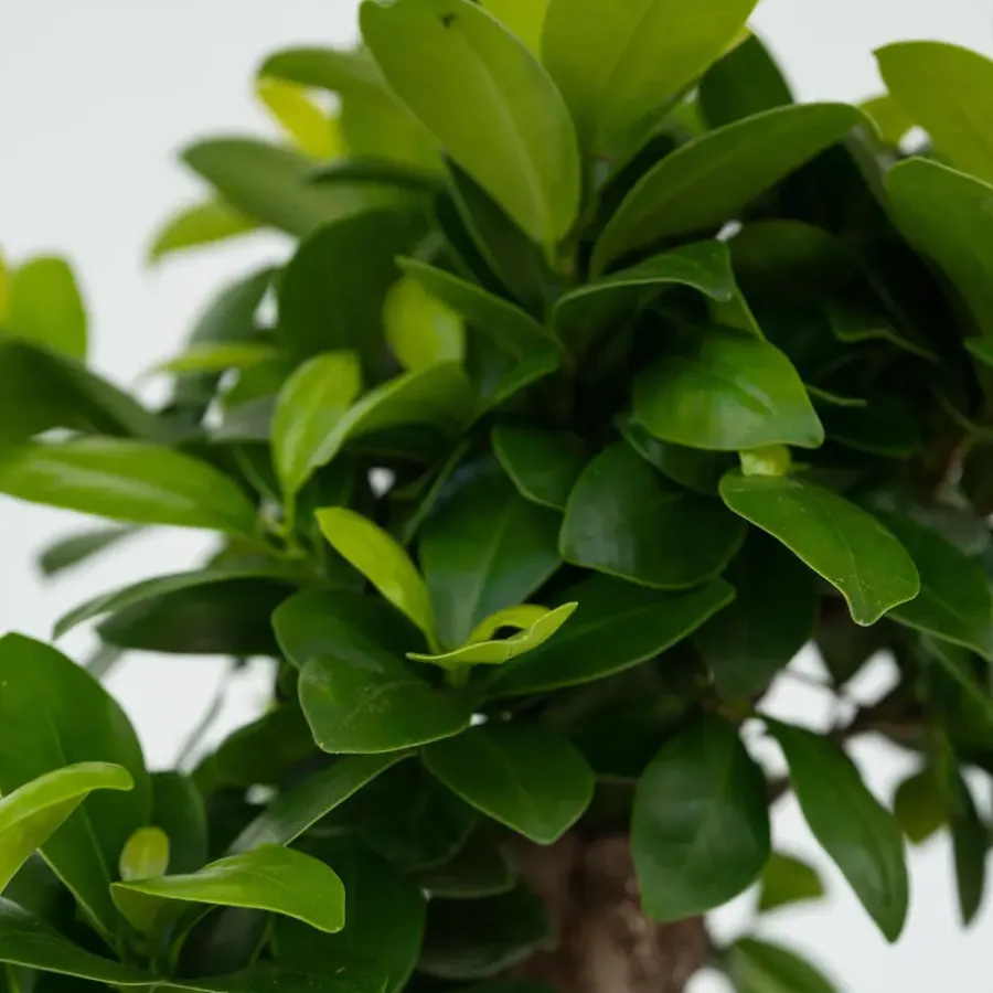 Kamerplanten-Plant in a Box Chinese vijg - Set van 4 - Ficus microcarpa - Hoogte 30-40cm - ⌀12cm