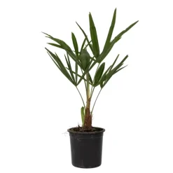 Planten|Bomen-Plant in a Box Chinese Waaierpalm - Set van 4 - Trachycarpus Fortunei - Hoogte 35-45cm - ⌀15cm