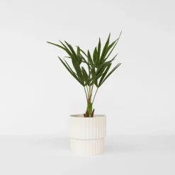 Planten|Bomen-Plant in a Box Chinese Waaierpalm - Set van 4 - Trachycarpus Fortunei - Hoogte 35-45cm - ⌀15cm