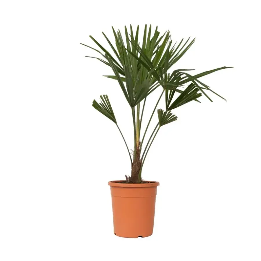 Bomen-Plant in a Box Chinese Waaierpalm - Trachycarpus Fortunei - Hoogte 65-75cm - ⌀21cm