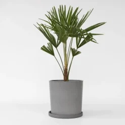 Bomen-Plant in a Box Chinese Waaierpalm - Trachycarpus Fortunei - Hoogte 65-75cm - ⌀21cm