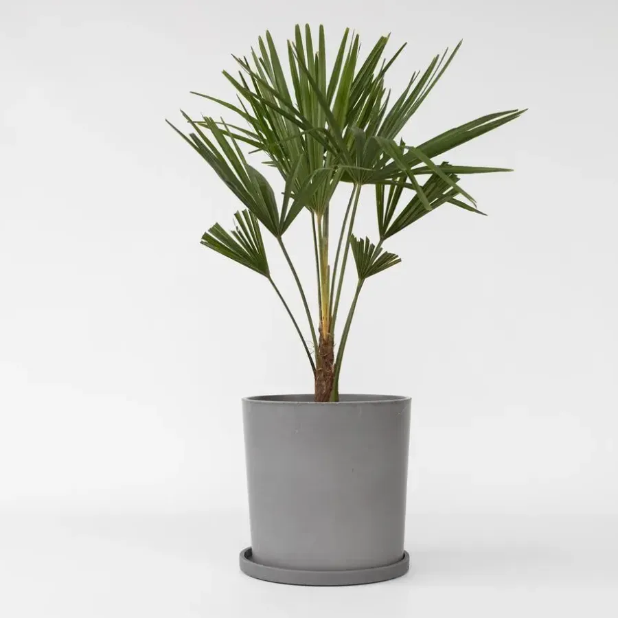 Bomen-Plant in a Box Chinese Waaierpalm - Trachycarpus Fortunei - Hoogte 65-75cm - ⌀21cm