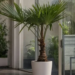Bomen-Plant in a Box Chinese Waaierpalm - Trachycarpus Fortunei - Hoogte 65-75cm - ⌀21cm