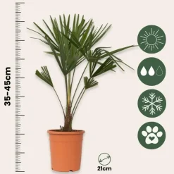 Bomen-Plant in a Box Chinese Waaierpalm - Trachycarpus Fortunei - Hoogte 65-75cm - ⌀21cm