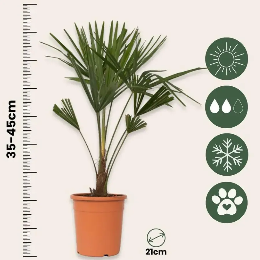 Bomen-Plant in a Box Chinese Waaierpalm - Trachycarpus Fortunei - Hoogte 65-75cm - ⌀21cm