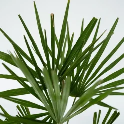 Bomen-Plant in a Box Chinese Waaierpalm - Trachycarpus Fortunei - Hoogte 65-75cm - ⌀21cm