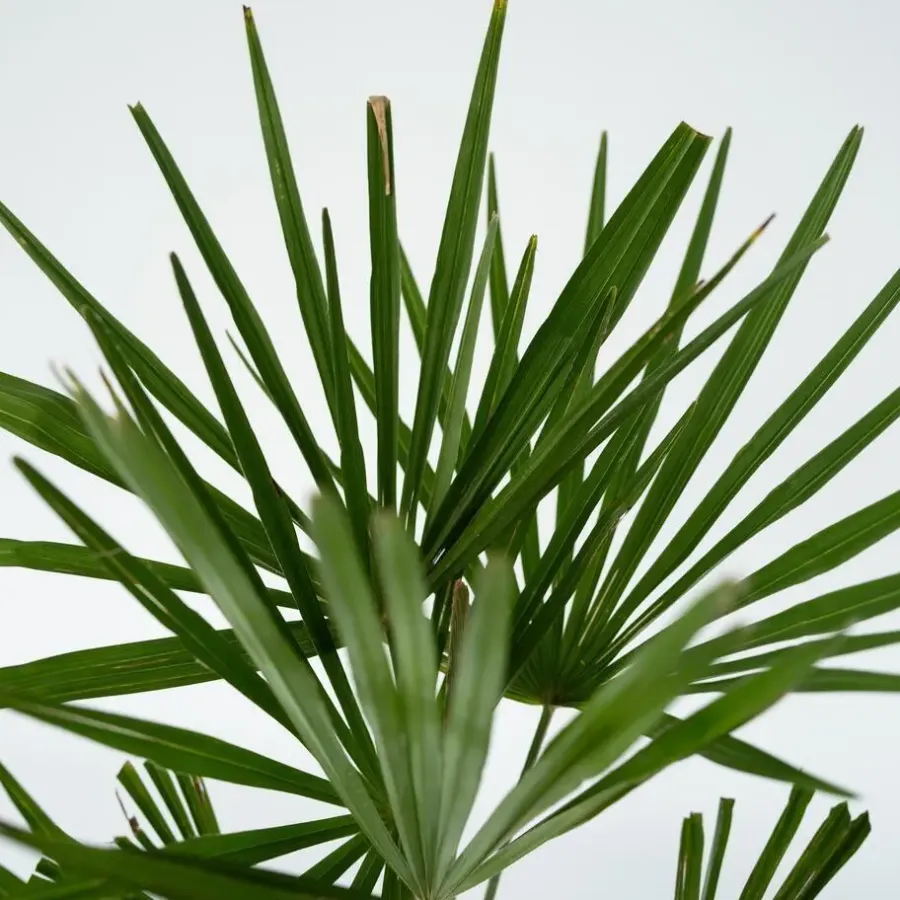 Bomen-Plant in a Box Chinese Waaierpalm - Trachycarpus Fortunei - Hoogte 65-75cm - ⌀21cm